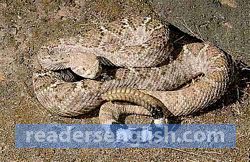 rattlesnake Urdu meaning