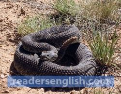 rattlesnake Urdu meaning