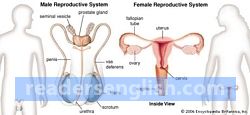 reproductive Urdu meaning