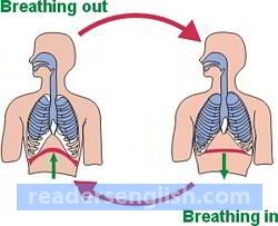 respiration Urdu meaning