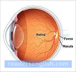 retina Urdu meaning