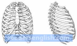 rib Urdu meaning