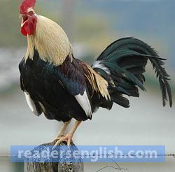 rooster Urdu meaning