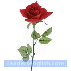 rose Urdu meaning