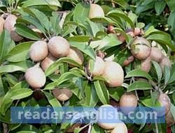 sapodilla Urdu meaning