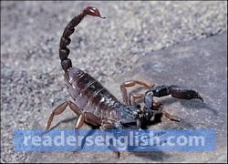 Scorpion Urdu meaning