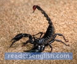 Scorpion Urdu meaning