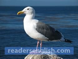 seagull Urdu meaning