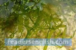 seaweed Urdu meaning