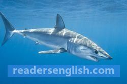 shark Urdu meaning