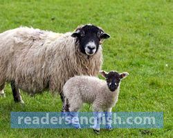 sheep Urdu meaning