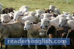 sheep Urdu meaning