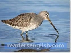 shorebird Urdu meaning