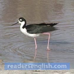 shorebird Urdu meaning