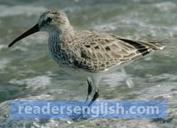 shorebird Urdu meaning