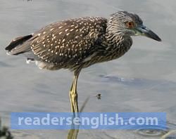 shorebird Urdu meaning