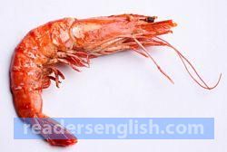 shrimp Urdu meaning