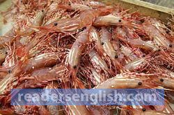 shrimp Urdu meaning