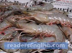 shrimp Urdu meaning