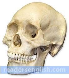 skull Urdu meaning