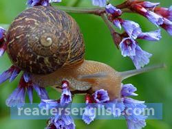 snail Urdu meaning