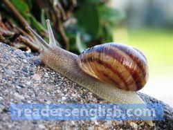 snail Urdu meaning