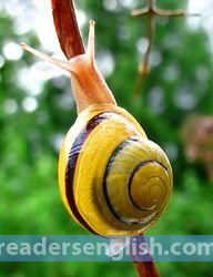 snail Urdu meaning