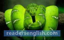 Snake Urdu meaning