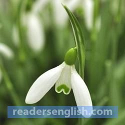 snowdrop Urdu meaning