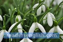 snowdrop Urdu meaning