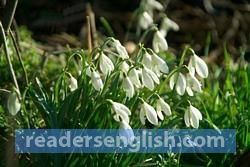 snowdrop Urdu meaning