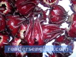 sorrel Urdu meaning