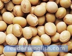 soybean Urdu meaning