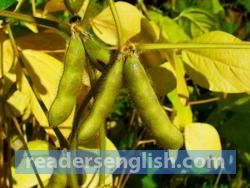 soybean Urdu meaning