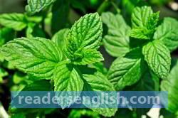 spearmint Urdu meaning