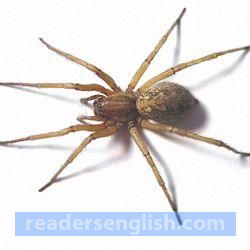 spider Urdu meaning