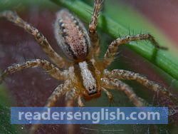 spider Urdu meaning