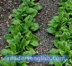 spinach Urdu meaning