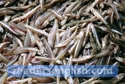 sprat Urdu meaning