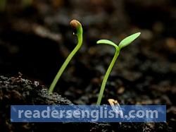 sprout Urdu meaning