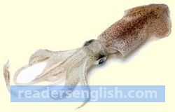 squid Urdu meaning