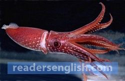 squid Urdu meaning