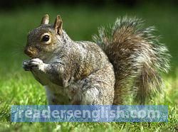 squirrel Urdu meaning