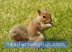 squirrel Urdu meaning