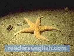 starfish Urdu meaning