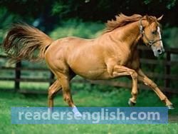 steed Urdu meaning