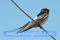 swallow Urdu meaning