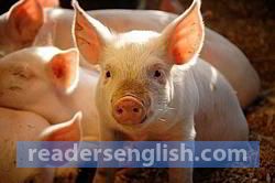 swine Urdu meaning