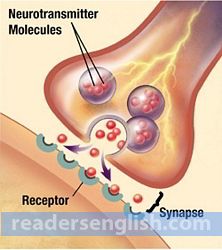 synapse Urdu meaning