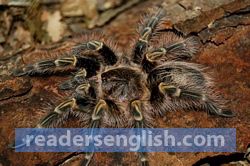 tarantula Urdu meaning